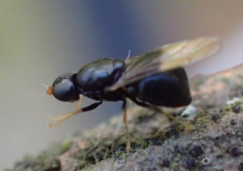 Pachygaster atra